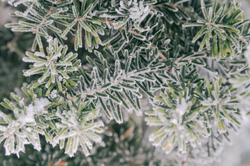 The pine branch with green needles is covered with frost in winter. Close up.