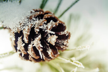 Macro photography. Cones and needles ate with white frost in winter. New year background. Copy space.