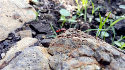 There is red insect or bug on leaf , known as milkiweed bug
