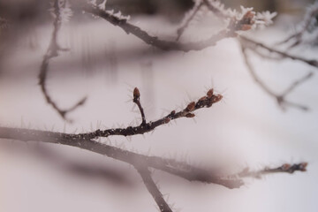 Amazing winter frosty decorations made of snow on tree branches. The frost on the bushes and plants. Frosty background.