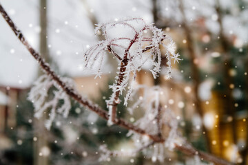 White prickly sharp frosty frost on the branches of trees. Winter day. Background.