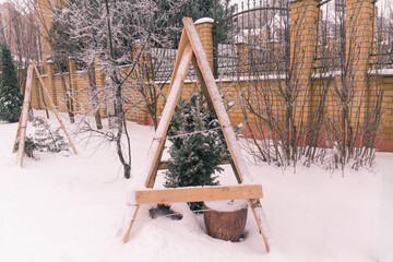 Protection of young thuja plants from breakage in winter. Wooden frame for protection from snow....