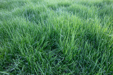 field of green tall grass