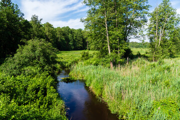 Malownicza polana w Puszczy Knyszyńskiej, Podlasie, Polska © podlaski49