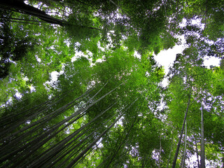 Sun streaming through dense bamboo forest