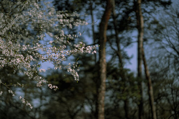 Growing tree with blooming flowers
