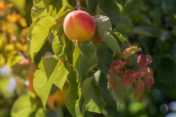Ripening apricot hanging on a branch