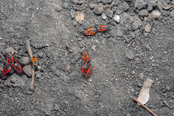 Insect mating period. Pyrrhocoris apterus