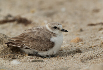 Kentish Plover protecting her chicks, Bahrain