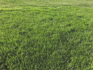 view of green grass background