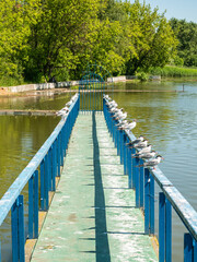 Seagulls sitting on the handrails of the boat pier in the summer