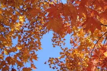 赤くなっていく紅葉