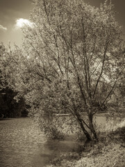 Retro landscape - Tree tilted to the water on the lake, toning sepia