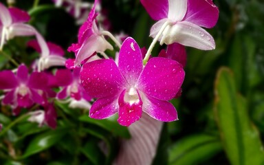 Fototapeta premium Most Beautiful Rare Purple and white Orchids 