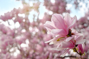In the right corner is large magnolia flower. Blurred image of blooming magnolia