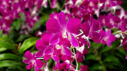 Most Beautiful Rare Purple and white Orchids 