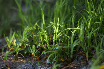 grass grows on the sand