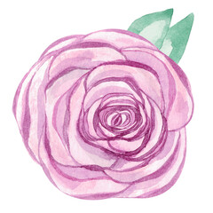 Botanical element is a blooming rose with green leaves on a white background Watercolour illustration of a flower isolated