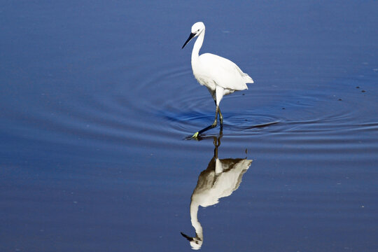 ittle egret in the blue