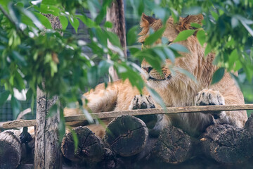A lioness in a zoo