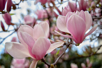 Close up of magnolia petals. Spring floral background with flowers.