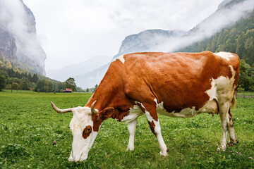 Fototapeta na wymiar Livestock in Switzerland. Traditional Swiss cows grazing green grass on meadow pasture in valley of Lauterbrunnen Alpine village. Bio dairy production in Switzerland. Traditional Swiss rural scenery.
