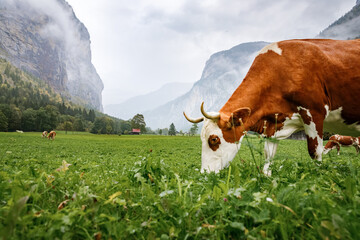 Fototapeta na wymiar Livestock in Switzerland. Traditional Swiss cows grazing green grass on meadow pasture in valley of Lauterbrunnen Alpine village. Bio dairy production in Switzerland. Traditional Swiss rural scenery.
