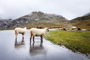 Travel photo: Two sheep on asphalt road in Swiss Alps during overcast autumnal weather.