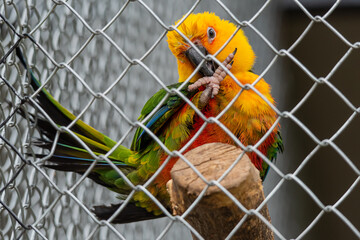 Beautiful colorful Parrot in captivity © nedomacki