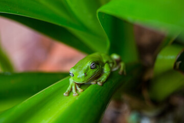 tree frog australia