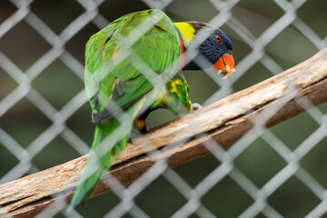 Beautiful colorful Parrot in captivity © nedomacki