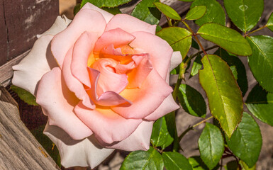 Aksamitna róża