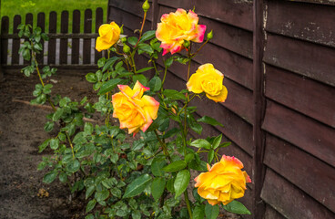 Róże z grządki w ogrodzie © Henryk