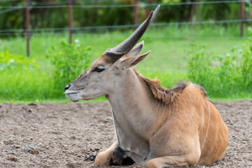 Naklejka na ściany i meble Common Eland (Taurotragus oryx) is the largest of the African antelope species.