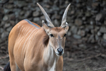 Common Eland (Taurotragus oryx) is the largest of the African antelope species.