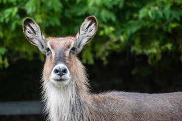 The waterbuck is a large antelope found widely in sub-Saharan Africa.