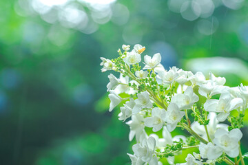 雨に濡れたアジサイ(柔らか・ふんわりイメージ)