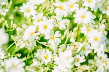 nature in the village. White flowers background.Texture white summer flowers. wildflowers field, freshness, dew and rain drops, close-up. gentle green background. selective focus