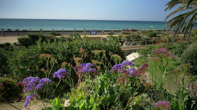 Scenic Beautiful view thru flowers green plants agave aloe vera San Clemente Pier in Linda Lane Park West Coast California sunny day railways road and waves long flat