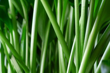 Green stems of the houseplant Aspidistra elatior close-up. Horizontal orientation.
