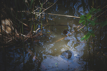turtles in the pond at the forest