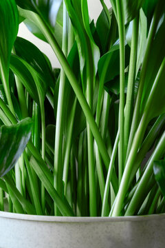 Green stems of the indoor plant Aspidistra elatior. Vertical orientation, close-up.