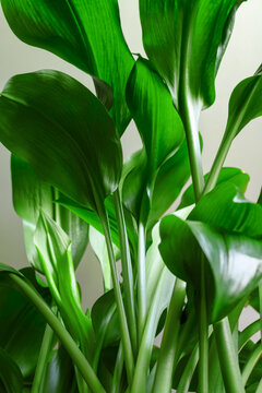 Green stems and leaves of the houseplant Aspidistra elatior. Vertical orientation, close-up, bottom view.
