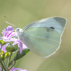 Butterfly on flower - Papillon sur une fleur