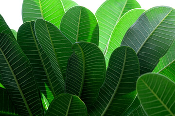 green leaves background