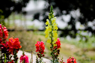 Colourful background of Snapdragons. Antirrhinum is a genus of plants commonly known as dragon...