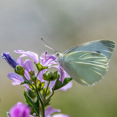 Butterfly on flower - Papillon sur une fleur