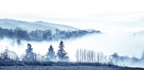 Fototapeta na wymiar morning fog and a forest