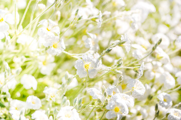 White flowers background.Texture white summer flowers, beautiful summer postcard, nature in the village. wildflowers, field, freshness, dew and rain drops, close-up. gentle green background