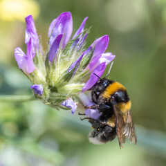 Bee on a flower - Abeille sur une fleur